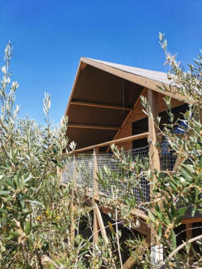 Glamping immerso in un uliveto biologico secolare, Citta' Sant'angelo